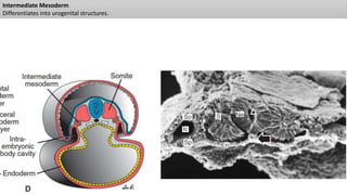 Intermediate Mesoderm
Differentiates into urogenital structures.
 