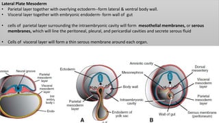 Lateral Plate Mesoderm
• Parietal layer together with overlying ectoderm--form lateral & ventral body wall.
• Visceral layer together with embryonic endoderm- form wall of gut
• cells of parietal layer surrounding the intraembryonic cavity will form mesothelial membranes, or serous
membranes, which will line the peritoneal, pleural, and pericardial cavities and secrete serous fluid
• Cells of visceral layer will form a thin serous membrane around each organ.
 