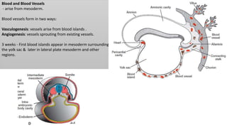 Blood and Blood Vessels
- arise from mesoderm.
Blood vessels form in two ways:
Vasculogenesis: vessels arise from blood islands .
Angiogenesis: vessels sprouting from existing vessels.
3 weeks - First blood islands appear in mesoderm surrounding
the yolk sac & later in lateral plate mesoderm and other
regions.
 
