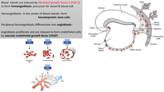 Blood islands are induced by fibroblast growth factor 2 (FGF-2)
to form hemangioblasts- precursor for vessel & blood cell.
Hemangioblasts- in the center of blood islands- form
hematopoietic stem cells.
Peripheral hemangioblasts differentiate into angioblasts-
angioblasts proliferate and are induced to form endothelial cells
by vascular endothelial growth factor (VEGF)
 