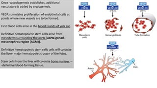 Once vasculogenesis establishes, additional
vasculature is added by angiogenesis.
VEGF, stimulates proliferation of endothelial cells at
points where new vessels are to be formed.
First blood cells arise in the blood islands of yolk sac
Definitive hematopoietic stem cells arise from
mesoderm surrounding the aorta [aorta-gonad-
mesonephros region (AGM)].
Definitive hematopoietic stem cells cells will colonize
the liver- major hematopoietic organ of the fetus.
Stem cells from the liver will colonize bone marrow, --
-definitive blood-forming tissue.
 