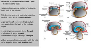 Derivatives of the Endodermal Germ Layer:
• Gastrointestinal tract
Endoderm forms ventral surface of embryo &
forms roof of the yolk sac.
With development embryonic disc bulge into
amniotic cavity & fold cephalocaudally.
Larger portion of endoderm-lined cavity is
incorporated into the body of the embryo
proper.
In anterior part, endoderm forms foregut
In tail region, it forms hindgut.
Part between foregut & hindgut is midgut.
Midgut temporarily communicates with the yolk
sac by way of a broad stalk -vitelline duct .
 