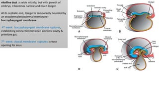 vitelline duct :is wide initially, but with growth of
embryo, it becomes narrow and much longer.
At its cephalic end, foregut is temporarily bounded by
an ectodermalendodermal membrane -
buccopharyngeal membrane
4th week: buccopharyngeal membrane ruptures,
establishing connection between amniotic cavity &
primitive gut.
7th week: cloacal membrane ruptures- create
opening for anus
 