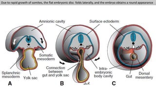 Due to rapid growth of somites, the flat embryonic disc folds laterally, and the embryo obtains a round appearance
 