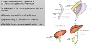 During further development, it gives rise to
(a) Epithelial lining of the respiratory tract
(b) parenchyma of the thyroid, parathyroids, liver, and
pancreas
(c) Reticular stroma of the tonsils and thymus
(d) Epithelial lining of urinary bladder & urethra
(e) Epithelial lining of tympanic cavity & auditory tube
 