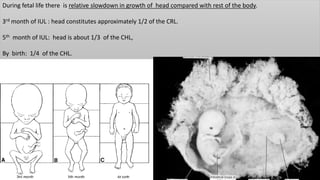 During fetal life there is relative slowdown in growth of head compared with rest of the body.
3rd month of IUL : head constitutes approximately 1/2 of the CRL.
5th month of IUL: head is about 1/3 of the CHL,
By birth: 1/4 of the CHL.
 