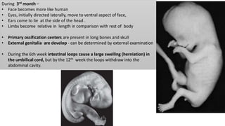 During 3rd month –
• Face becomes more like human
• Eyes, initially directed laterally, move to ventral aspect of face,
• Ears come to lie at the side of the head .
• Limbs become relative in length in comparison with rest of body
• Primary ossification centers are present in long bones and skull
• External genitalia are develop - can be determined by external examination
• During the 6th week intestinal loops cause a large swelling (herniation) in
the umbilical cord, but by the 12th week the loops withdraw into the
abdominal cavity.
 