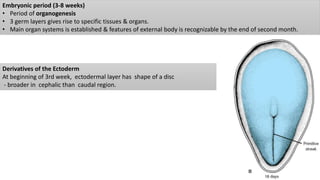 Embryonic period (3-8 weeks)
• Period of organogenesis
• 3 germ layers gives rise to specific tissues & organs.
• Main organ systems is established & features of external body is recognizable by the end of second month.
Derivatives of the Ectoderm
At beginning of 3rd week, ectodermal layer has shape of a disc
- broader in cephalic than caudal region.
 
