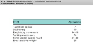 6.5 to 7 months, fetus has a length of about 25 cm and weighs approximately 1100 g.
If born at this time, 90% chance of surviving.
 