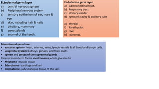 Ectodermal germ layer
a) central nervous system
b) Peripheral nervous system
c) sensory epithelium of ear, nose &
eye
d) skin, including hair & nails
e) pituitary, mammary
f) sweat glands
g) enamel of the teeth.
Endodermal germ layer
a) Gastrointestinal tract,
b) Respiratory tract
c) Urinary bladder
d) tympanic cavity & auditory tube
e) thyroid
f) Parathyroids
g) live
h) pancreas.
Mesodermal germ layer
 vascular system- heart, arteries, veins, lymph vessels & all blood and lymph cells.
 urogenital system: kidneys, gonads, and their ducts
 spleen and cortex of the suprarenal glands
Paraxial mesoderm forms somitomeres,which give rise to
 Myotome -muscle tissue
 Sclerotome - cartilage and bon
 Dermatome -subcutaneous tissue of the skin
 