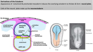 Derivatives of the Ectoderm
Appearance of notochord & prechordal mesoderm induces the overlying ectoderm to thicken & form neural plate.
Cells of the neural plate make up the neuroectoderm
 