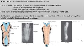 NEURULATION: Process of formation of neural tube by neural plate.
End of 3rd week: Lateral edges of neural plate become elevated to form neural folds
Depressed midregion forms neural groove.
Neural folds approach each other in midline & fuse
Fusion begins in cervical region (fifth somite) which proceeds cranially & caudally- neural tube.
Until fusion is complete, cephalic & caudal ends of neural tube communicate with amniotic cavity by way of the
anterior (cranial) and posterior (caudal) neuropores.
 