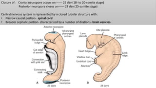 Closure of: Cranial neuropore occurs on ------ 25 day (18- to 20-somite stage)
Posterior neuropore closes on------ 28 day (25-somite stage)
Central nervous system is represented by a closed tubular structure with:
• Narrow caudal portion- spinal cord
• Broader cephalic portion- characterized by a number of dilations- brain vesicles.
 