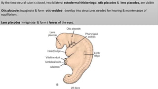 By the time neural tube is closed, two bilateral ectodermal thickenings: otic placodes & lens placodes, are visible
Otic placodes invaginate & form otic vesicles- develop into structures needed for hearing & maintenance of
equilibrium.
Lens placodes invaginate & form t lenses of the eyes.
 