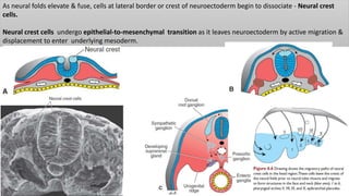As neural folds elevate & fuse, cells at lateral border or crest of neuroectoderm begin to dissociate - Neural crest
cells.
Neural crest cells undergo epithelial-to-mesenchymal transition as it leaves neuroectoderm by active migration &
displacement to enter underlying mesoderm.
 