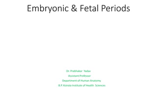 Embryonic & Fetal Periods
Dr. Prabhakar Yadav
Assistant Professor
Department of Human Anatomy
B.P. Koirala Institute of Health Sciences
 