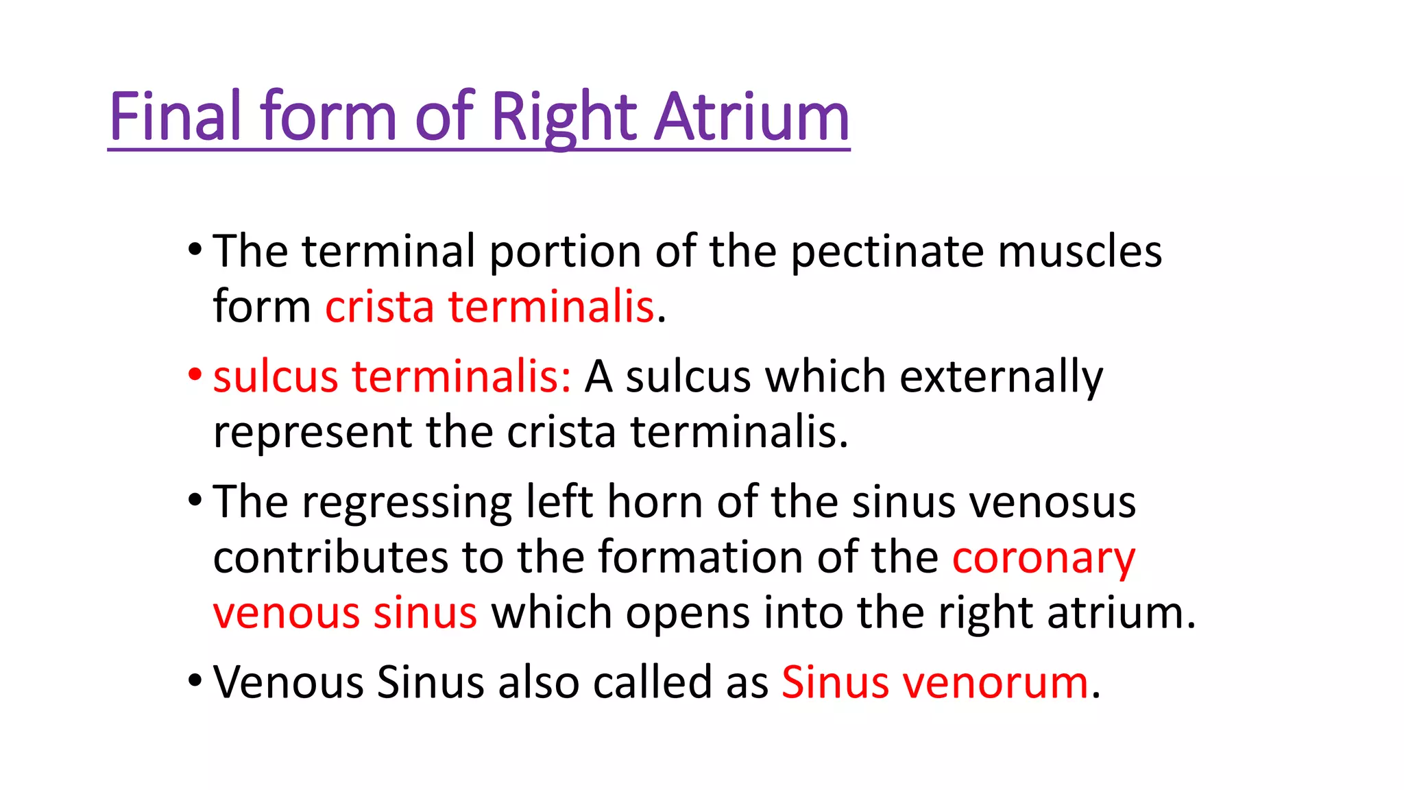 Final form of Right Atrium
• The terminal portion of the pectinate muscles
form crista terminalis.
• sulcus terminalis: A sulcus which externally
represent the crista terminalis.
• The regressing left horn of the sinus venosus
contributes to the formation of the coronary
venous sinus which opens into the right atrium.
• Venous Sinus also called as Sinus venorum.
 