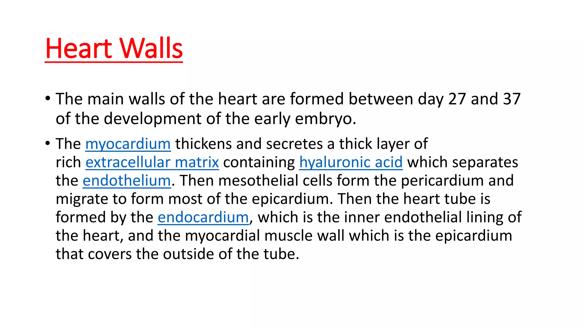 Heart Walls
• The main walls of the heart are formed between day 27 and 37
of the development of the early embryo.
• The myocardium thickens and secretes a thick layer of
rich extracellular matrix containing hyaluronic acid which separates
the endothelium. Then mesothelial cells form the pericardium and
migrate to form most of the epicardium. Then the heart tube is
formed by the endocardium, which is the inner endothelial lining of
the heart, and the myocardial muscle wall which is the epicardium
that covers the outside of the tube.
 