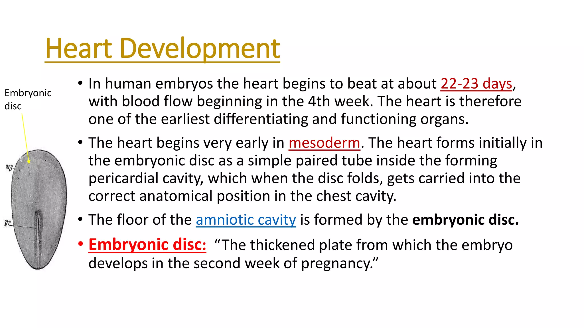 Heart Development
• In human embryos the heart begins to beat at about 22-23 days,
with blood flow beginning in the 4th week. The heart is therefore
one of the earliest differentiating and functioning organs.
• The heart begins very early in mesoderm. The heart forms initially in
the embryonic disc as a simple paired tube inside the forming
pericardial cavity, which when the disc folds, gets carried into the
correct anatomical position in the chest cavity.
• The floor of the amniotic cavity is formed by the embryonic disc.
• Embryonic disc: “The thickened plate from which the embryo
develops in the second week of pregnancy.”
Embryonic
disc
 