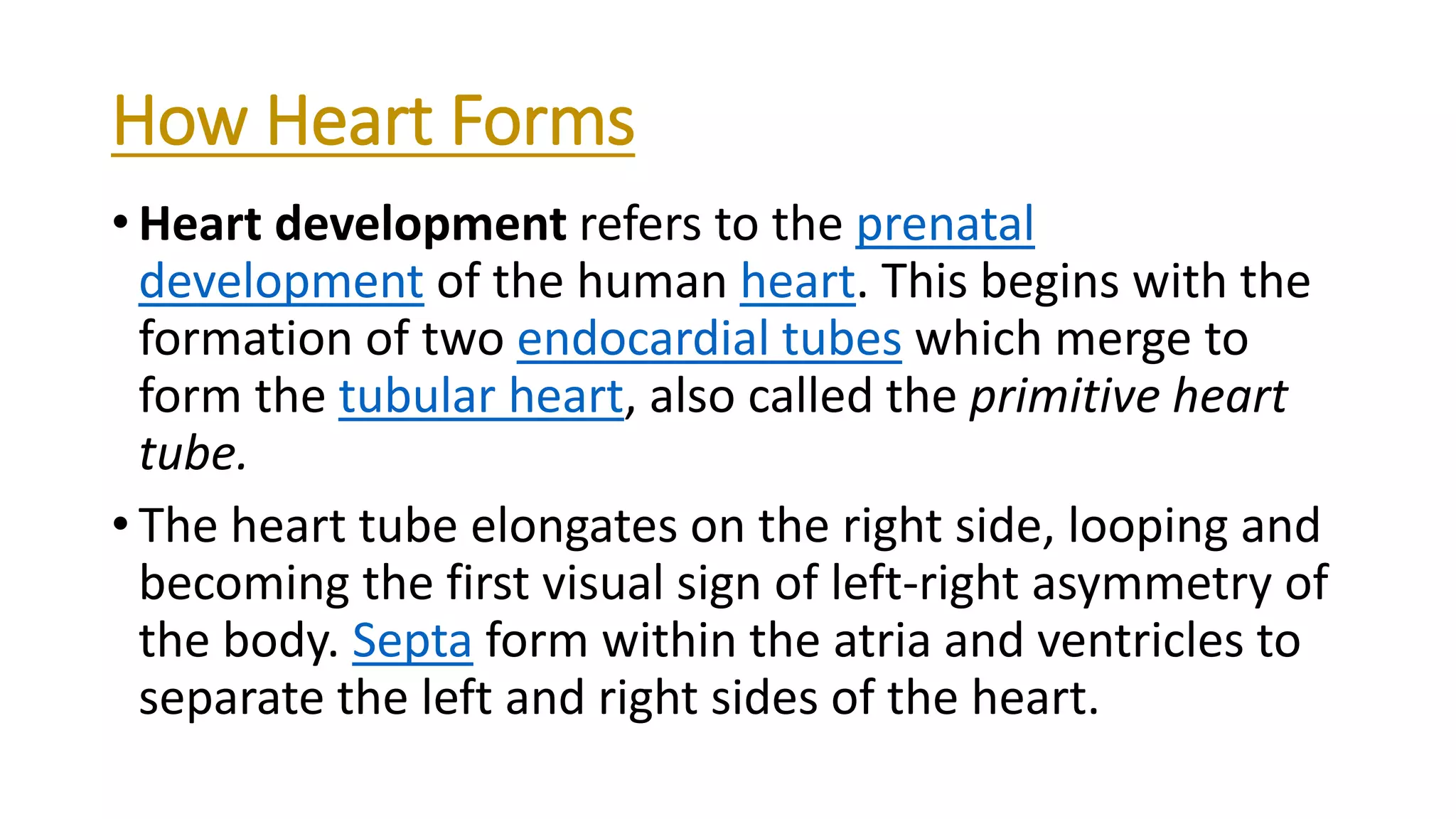 How Heart Forms
• Heart development refers to the prenatal
development of the human heart. This begins with the
formation of two endocardial tubes which merge to
form the tubular heart, also called the primitive heart
tube.
• The heart tube elongates on the right side, looping and
becoming the first visual sign of left-right asymmetry of
the body. Septa form within the atria and ventricles to
separate the left and right sides of the heart.
 
