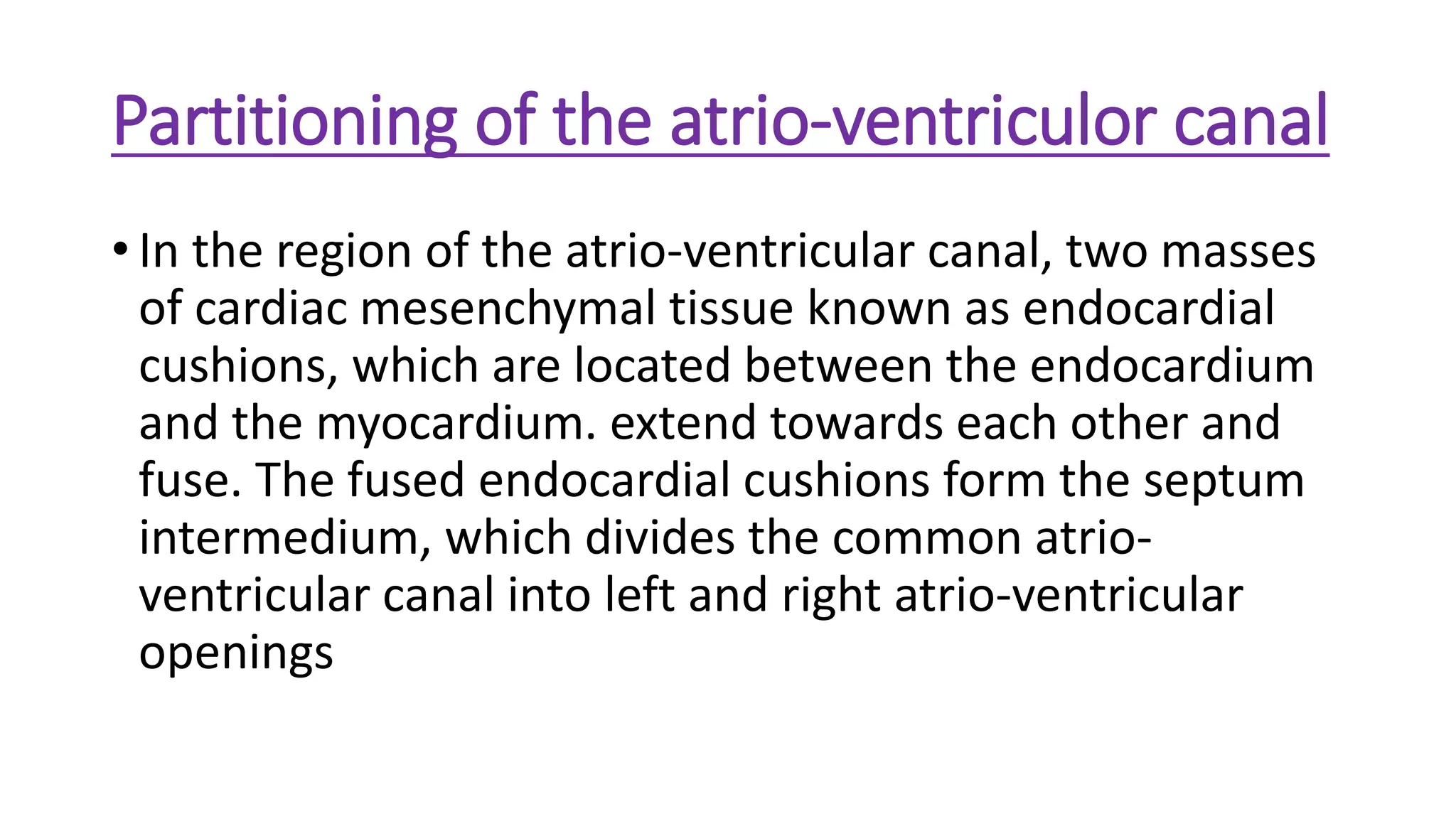 Partitioning of the atrio-ventriculor canal
• In the region of the atrio-ventricular canal, two masses
of cardiac mesenchymal tissue known as endocardial
cushions, which are located between the endocardium
and the myocardium. extend towards each other and
fuse. The fused endocardial cushions form the septum
intermedium, which divides the common atrio-
ventricular canal into left and right atrio-ventricular
openings
 