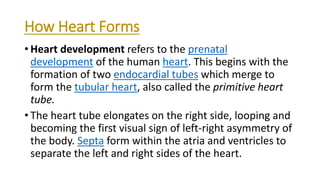 Embryonic normal development of heart | PPT