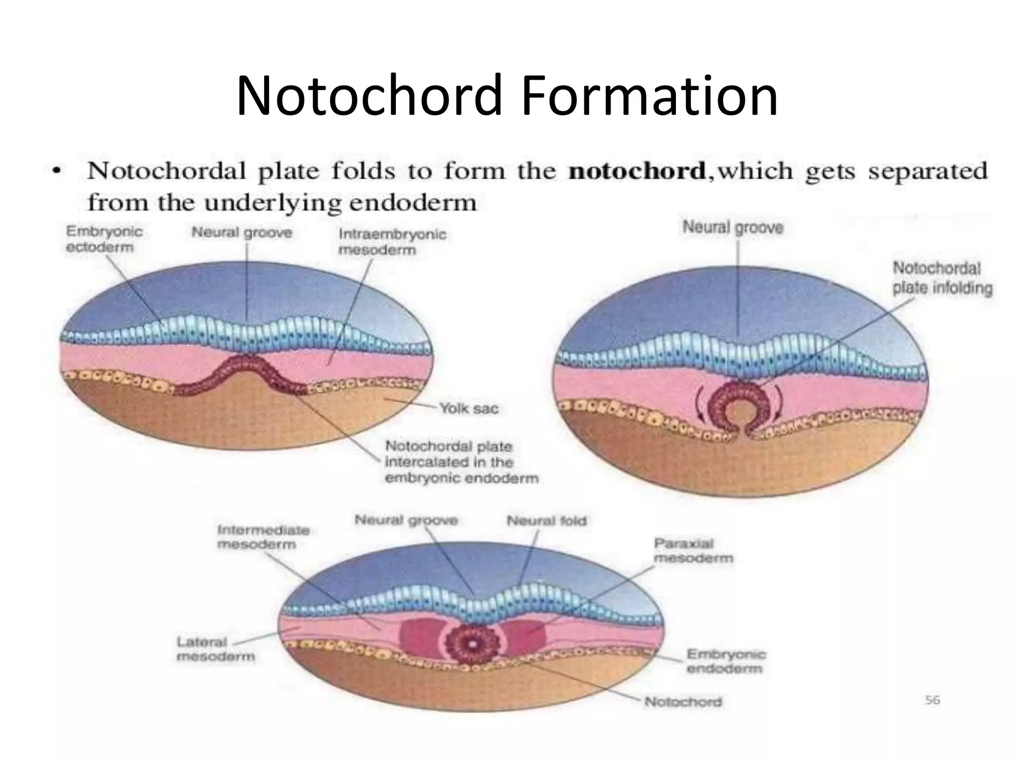 Notochord Formation
 