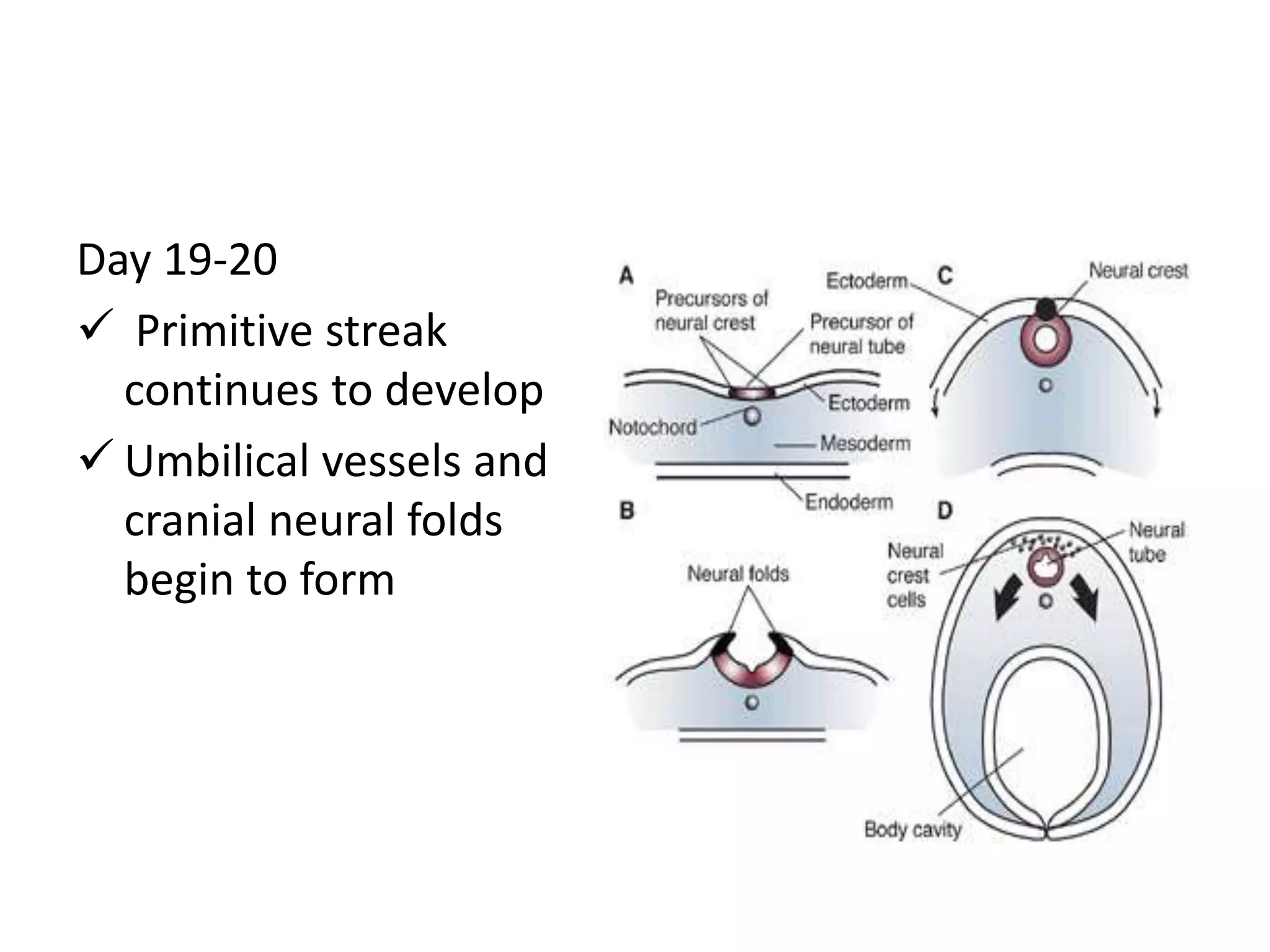 Day 19-20
 Primitive streak
continues to develop
 Umbilical vessels and
cranial neural folds
begin to form
 