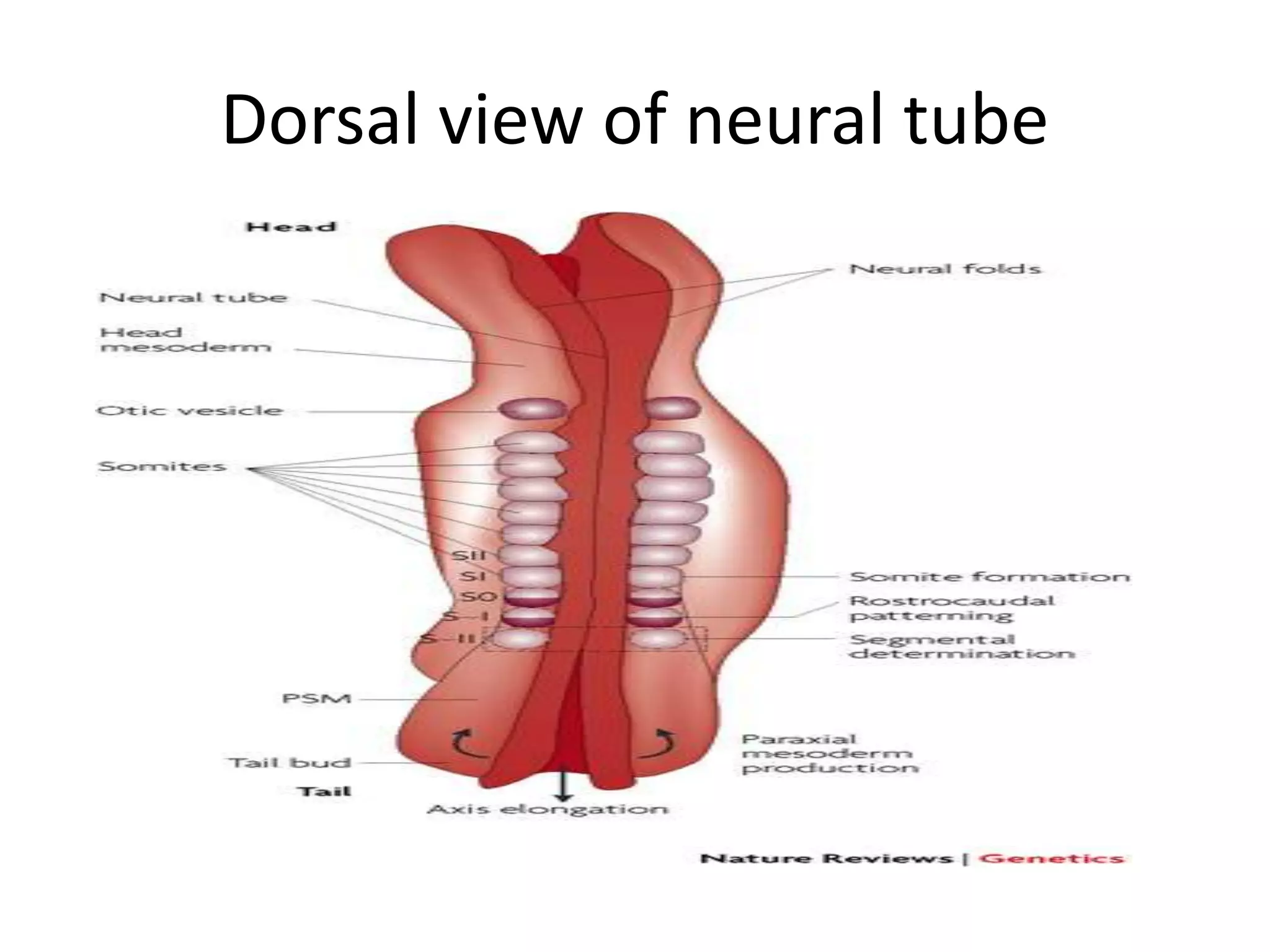 Dorsal view of neural tube
 