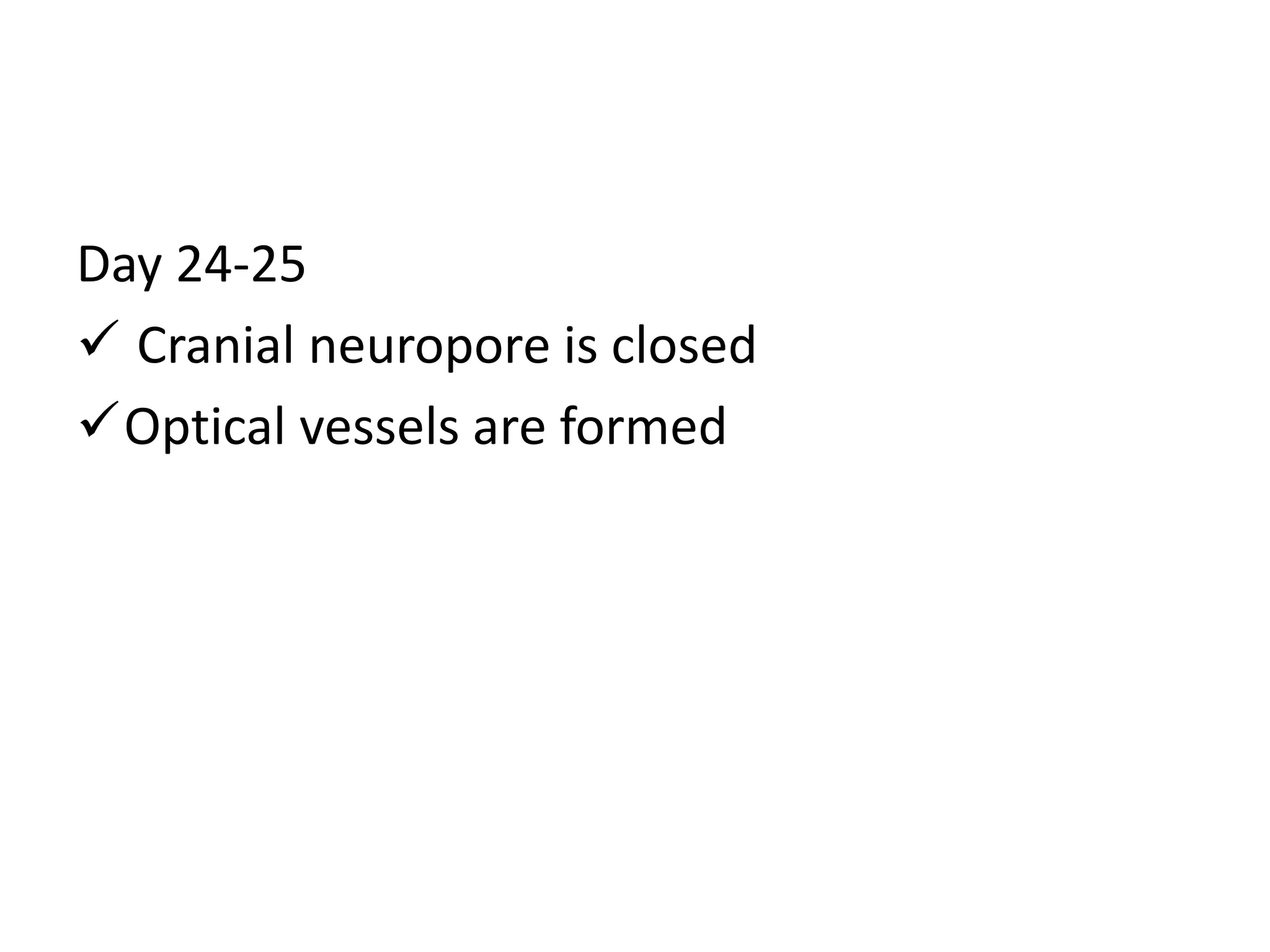 Day 24-25
 Cranial neuropore is closed
Optical vessels are formed
 
