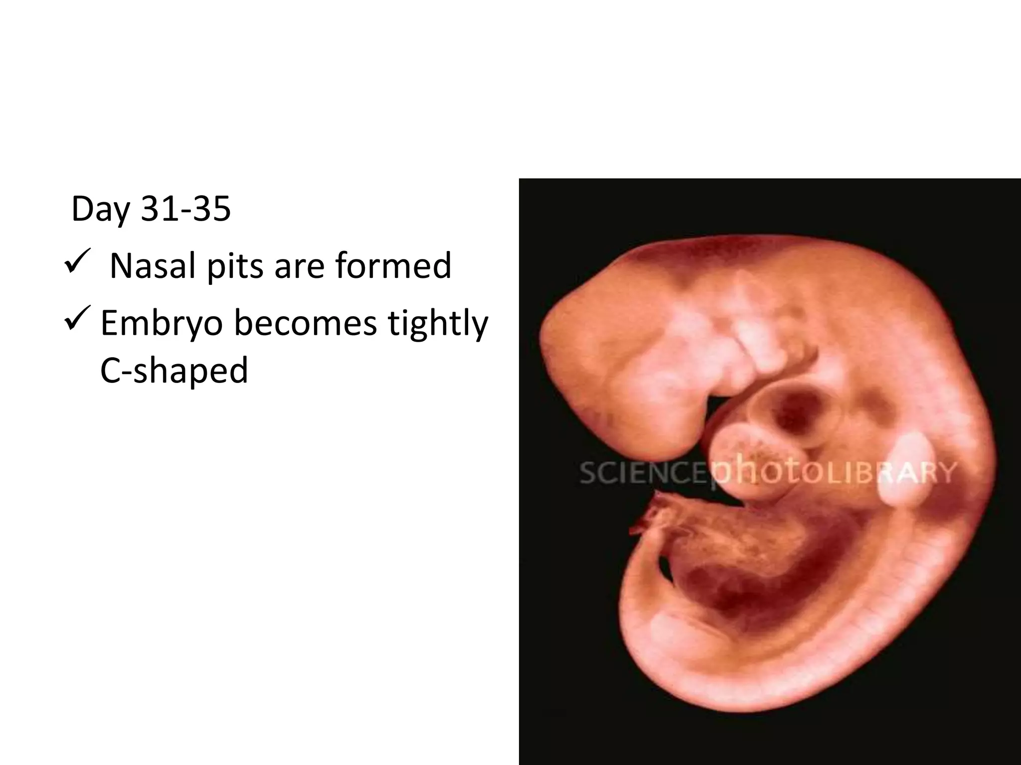 Day 31-35
 Nasal pits are formed
 Embryo becomes tightly
C-shaped
 