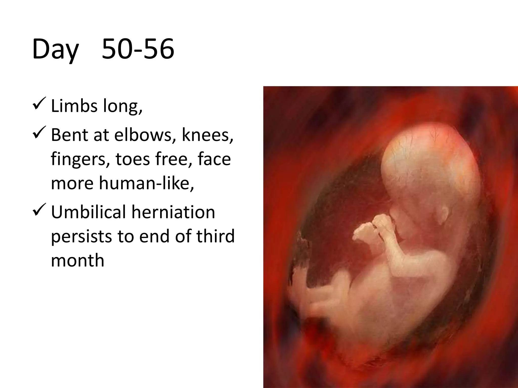 Day 50-56
 Limbs long,
 Bent at elbows, knees,
fingers, toes free, face
more human-like,
 Umbilical herniation
persists to end of third
month
 