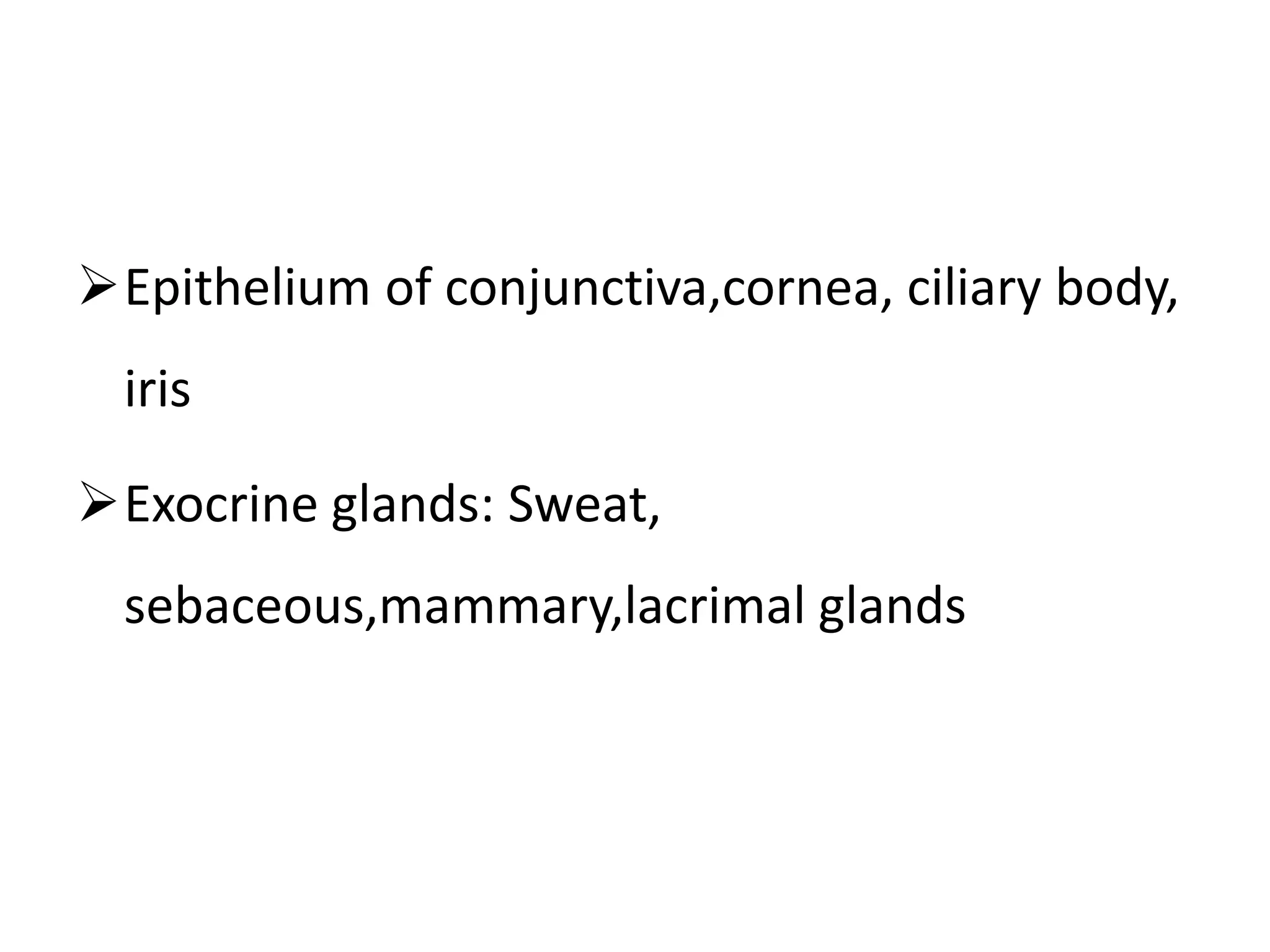 Epithelium of conjunctiva,cornea, ciliary body,
iris
Exocrine glands: Sweat,
sebaceous,mammary,lacrimal glands
 