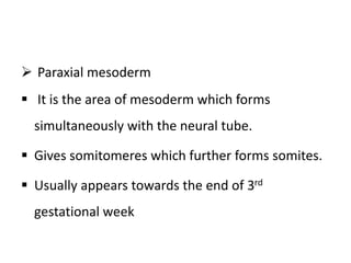  Paraxial mesoderm
 It is the area of mesoderm which forms
simultaneously with the neural tube.
 Gives somitomeres which further forms somites.
 Usually appears towards the end of 3rd
gestational week
 