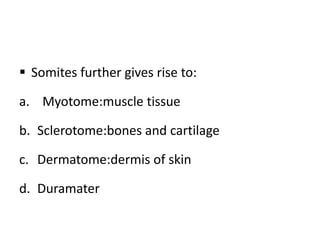  Somites further gives rise to:
a. Myotome:muscle tissue
b. Sclerotome:bones and cartilage
c. Dermatome:dermis of skin
d. Duramater
 