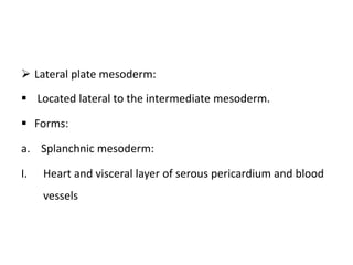  Lateral plate mesoderm:
 Located lateral to the intermediate mesoderm.
 Forms:
a. Splanchnic mesoderm:
I. Heart and visceral layer of serous pericardium and blood
vessels
 
