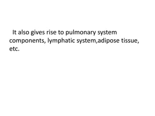 It also gives rise to pulmonary system
components, lymphatic system,adipose tissue,
etc.
 