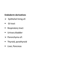 Endoderm derivatives
 Epithelial lining of:
 GI tract
 Respiratory tract
 Urinary bladder
 Parenchyma of:
 Thyroid, parathyroid
 Liver, Pancreas
 