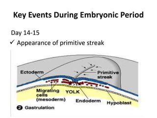 Key Events During Embryonic Period
Day 14-15
 Appearance of primitive streak
 