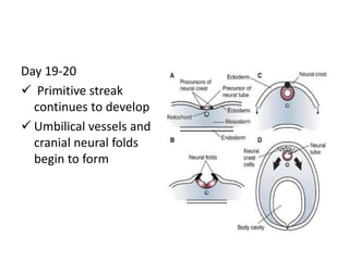 Day 19-20
 Primitive streak
continues to develop
 Umbilical vessels and
cranial neural folds
begin to form
 