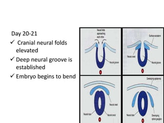 Day 20-21
 Cranial neural folds
elevated
 Deep neural groove is
established
 Embryo begins to bend
 