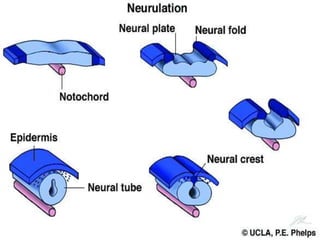 Neurulation
 