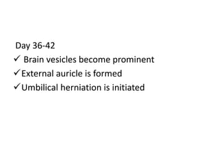 Day 36-42
 Brain vesicles become prominent
External auricle is formed
Umbilical herniation is initiated
 