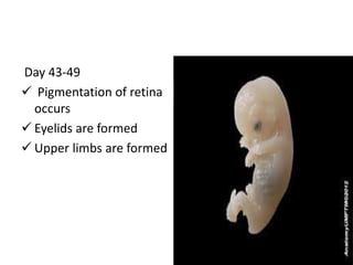 Day 43-49
 Pigmentation of retina
occurs
 Eyelids are formed
 Upper limbs are formed
 