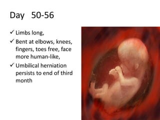 Day 50-56
 Limbs long,
 Bent at elbows, knees,
fingers, toes free, face
more human-like,
 Umbilical herniation
persists to end of third
month
 
