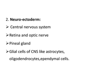 2. Neuro-ectoderm:
 Central nervous system
Retina and optic nerve
Pineal gland
Glial cells of CNS like astrocytes,
oligodendrocytes,ependymal cells.
 