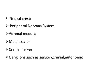 3. Neural crest:
 Peripheral Nervous System
Adrenal medulla
Melanocytes
Cranial nerves
Ganglions such as sensory,cranial,autonomic
 