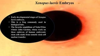 • Early developmental stages of Xenopus
laevis embryos.
• This is a frog commonly used in
biological labs.
• The favorite amphibian of Nobel Prize
winner John Gurdon, whose work on
these embryos of human embryonic
stem cells made from somatic stem cell
nuclear transfer.
Xenopus laevis Embryos
 