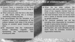  Vincent Fleury, a researcher at the Paris
Diderot University, studied the early stage of
embryo development.
 When embryonic cells first form a flat sheet
of cells before folding into a U-shape,
resembling a folded pancake.
 He demonstrated that the formation of a
chicken's head is a consequence of the
collision between both sides of the embryo
flowing at constant speed towards each
other.
 He discovered that the mathematical
formula describing magnetic fields
representing the hydrodynamic flow
of embryonic cells.
 When the two sides collided, the
embryonic cells were subject to forces that
those of two magnets oriented head on,
which resulted in the formation of the head.
 The head formation does not merely result
from a series of discrete events activated
by genetic switches.
 The chemical gradients are not the
prevailing force responsible for movement
of cells in early embryo formation.
 These studies shed new light on vertebrate
development, and could ultimately provide
some clues for scientists involved in
regenerative medicines.
EMBRYO DEVELOPMENT OBEYS THE LAWS OF HYDRODYNAMICS
 