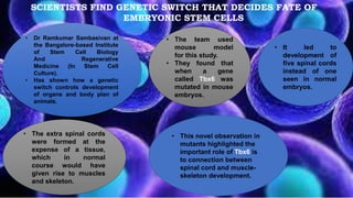 • Dr Ramkumar Sambasivan at
the Bangalore-based Institute
of Stem Cell Biology
And Regenerative
Medicine (In Stem Cell
Culture).
• Has shown how a genetic
switch controls development
of organs and body plan of
animals.
SCIENTISTS FIND GENETIC SWITCH THAT DECIDES FATE OF
EMBRYONIC STEM CELLS
• It led to
development of
five spinal cords
instead of one
seen in normal
embryos.
• The extra spinal cords
were formed at the
expense of a tissue,
which in normal
course would have
given rise to muscles
and skeleton.
• The team used
mouse model
for this study.
• They found that
when a gene
called Tbx6 was
mutated in mouse
embryos.
• This novel observation in
mutants highlighted the
important role of Tbx6 is
to connection between
spinal cord and muscle-
skeleton development.
 